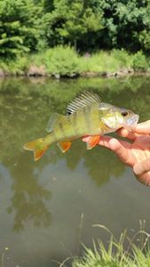European Perch