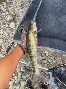 Zander