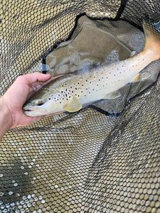 Brown Trout