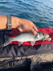 European Bass (Seabass)