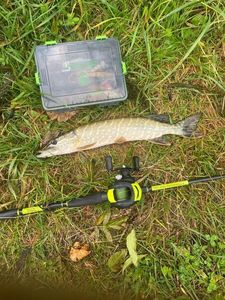 Northern Pike