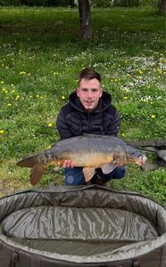 Mirror Carp