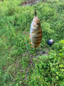 European Perch