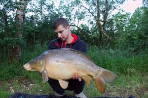 Mirror Carp