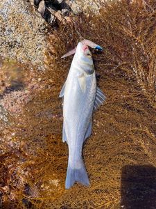 European Bass (Seabass)
