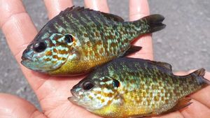 Green Sunfish