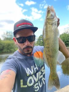 Zander