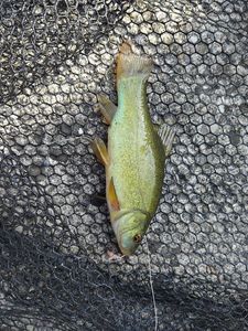 Tench