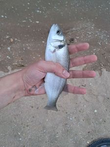 European Bass (Seabass)