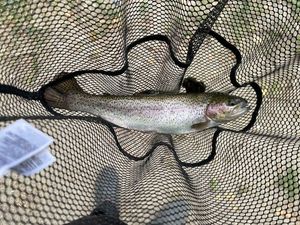 Rainbow Trout