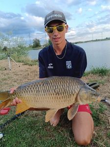 Common Carp