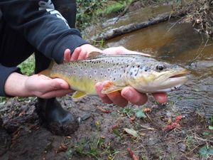 Brown Trout