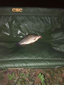 Crucian Carp