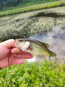 Largemouth Bass