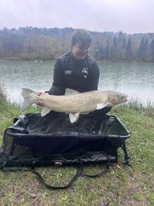 Grass Carp