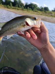 Smallmouth Bass