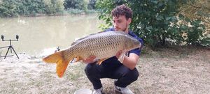 Common Carp