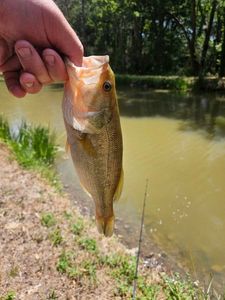 Largemouth Bass