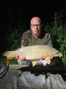 Common Carp