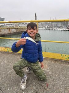 Chub Mackerel