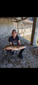 Grass Carp