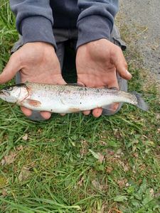 Rainbow Trout