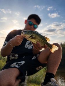 Largemouth Bass