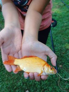 Koï Fish