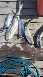 Dolphinfish