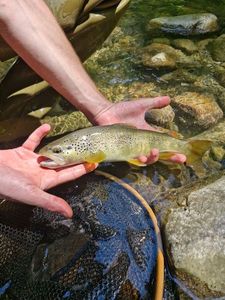 Brown Trout