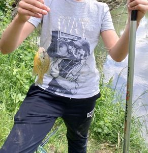 Green Sunfish