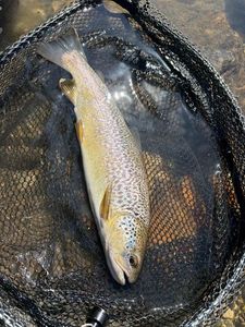 Marble Trout