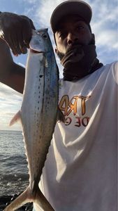 Narrowbarred Mackerel