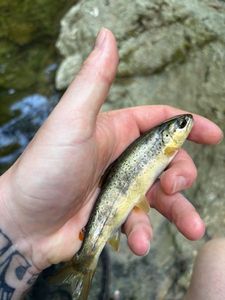 Brown Trout