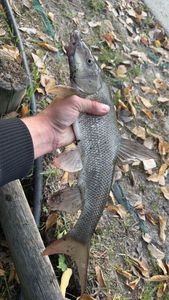 Barbel