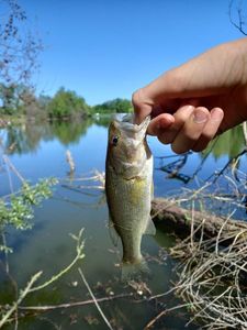 Largemouth Bass