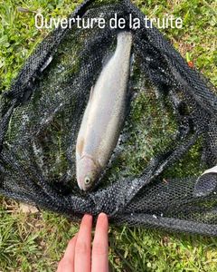 Rainbow Trout