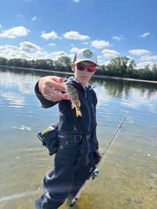European Perch
