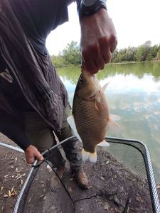 Crucian Carp
