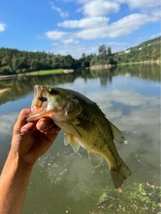 Largemouth Bass