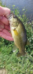 Largemouth Bass