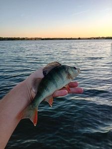 European Perch
