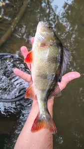 European Perch