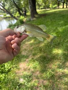 Smallmouth Bass