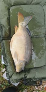 Leather Carp