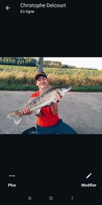 Zander