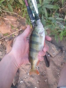 European Perch
