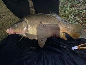 Mirror Carp