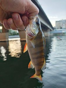 European Perch