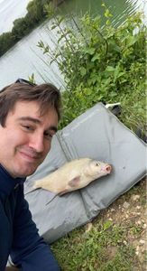 Common Bream